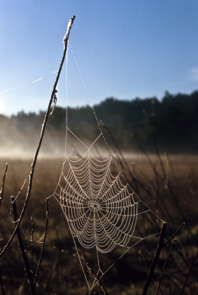 T24-11EP2a T24-11EP2a