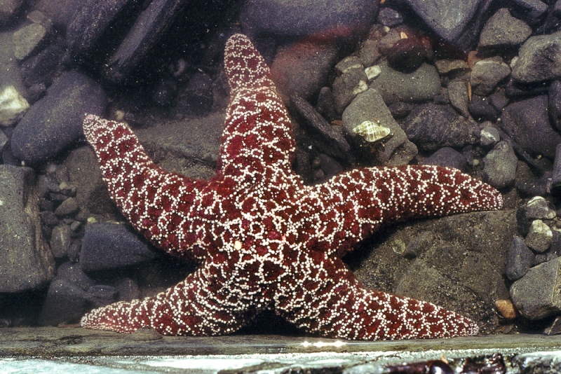 Patrick's Point State Park, CA Patrick's Point State Park, CA
