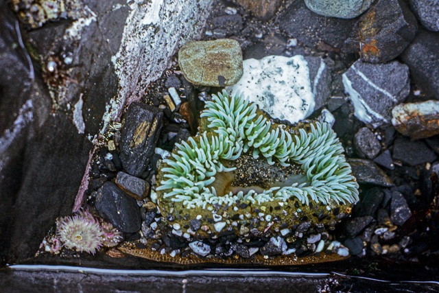 Patrick's Point State Park, CA Patrick's Point State Park, CA