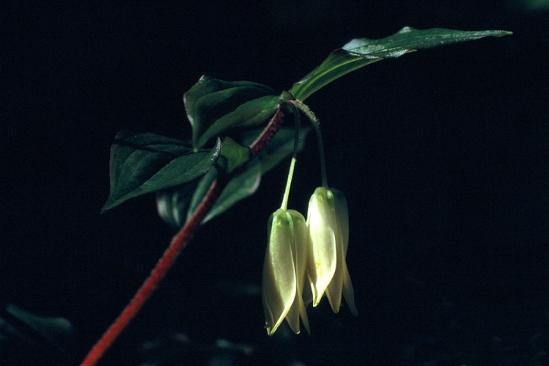 Patrick's Point State Park, CA Patrick's Point State Park, CA