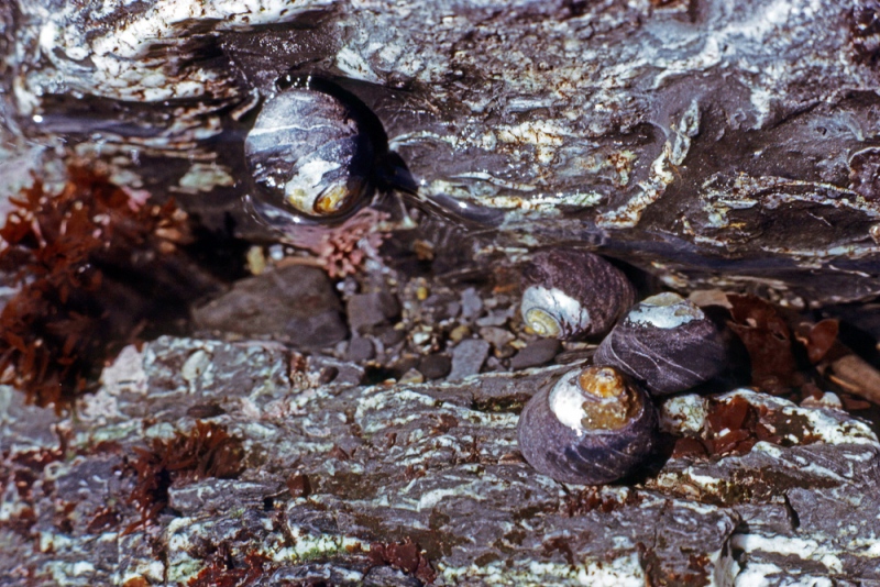 Patrick's Point State Park, CA Patrick's Point State Park, CA