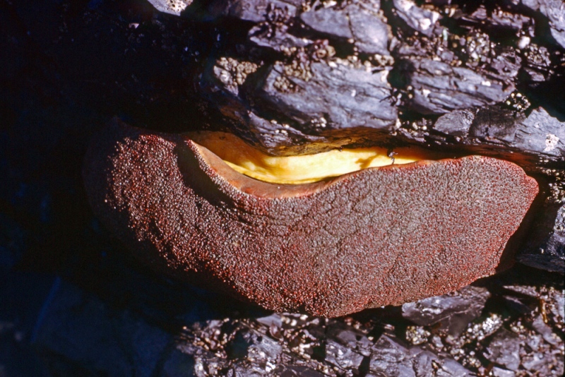 Patrick's Point State Park, CA Patrick's Point State Park, CA