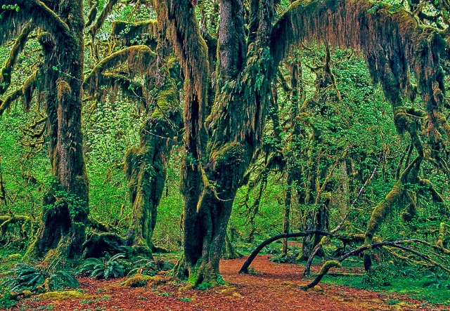 The Hoh Rain Forest in Olympic National Park The Hoh Rain Forest in Olympic National Park